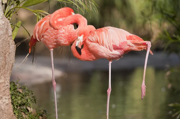 Zwei chilenische Flamingos ruhen — Stockfoto