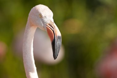 Şili flamongo portresi