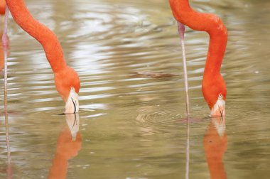 iki Şili flamingos besleme