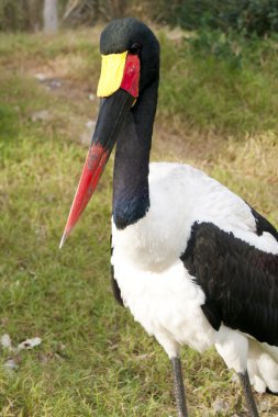 Jabiru or Saddle Billed Stork ortrait stock vector