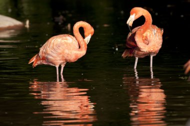 pembe flamingo ayakta