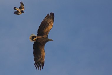 Beyaz kuyruklu kartal (Haliaeetus albicilla)