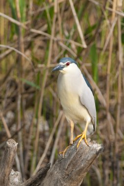 siyah taç balıkçıl