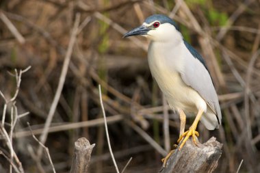 siyah taç balıkçıl