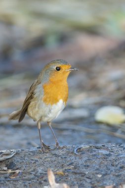 Robin