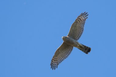sparrowhawk