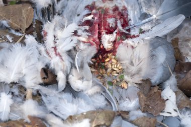 ahşap güvercin kırpma