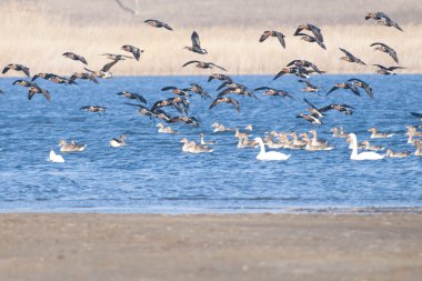 Kırmızı kruvaze kaz