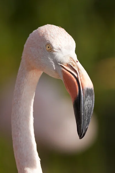 Şili flamingo portre — Stok fotoğraf