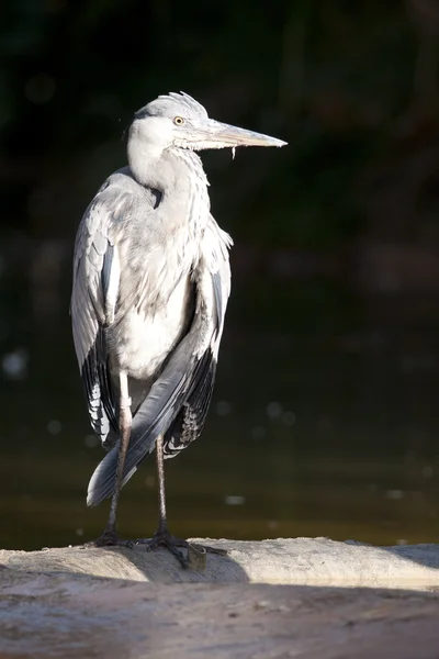 Grey Heron Shaking — Stock Photo, Image