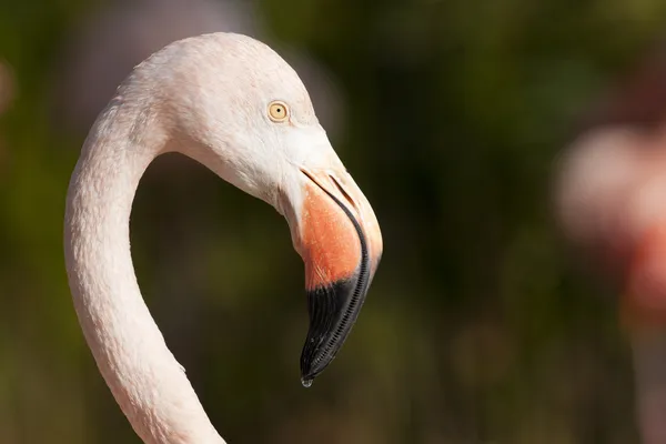 Chilenska flamingo porträtt — Stockfoto