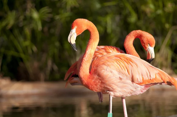 Iki Şili flamingos — Stok fotoğraf