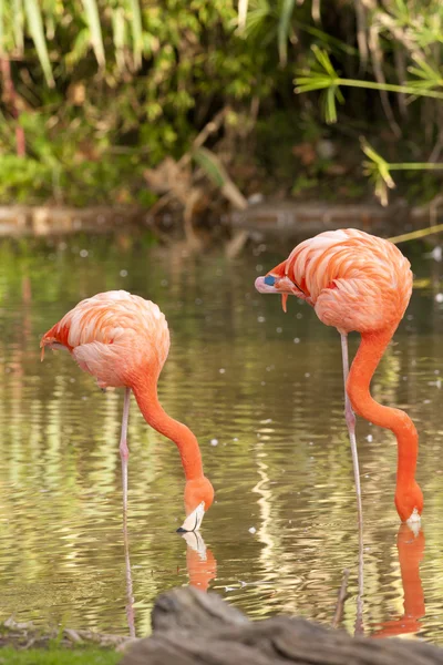 Zwei chilenische Flamingos füttern — Stockfoto