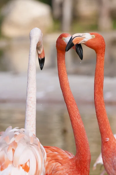 Três Flamingos Argumentando — Fotografia de Stock