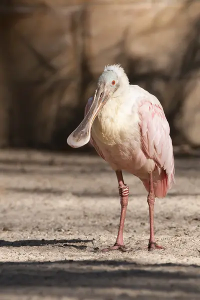 Rozenbottelaar — Stockfoto