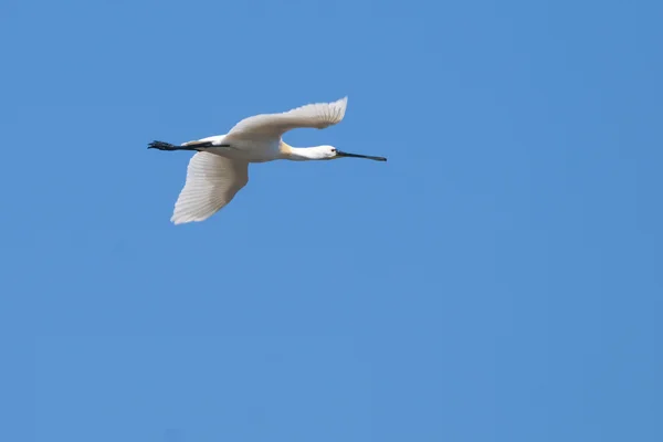 Eurasian Spoonbill — Stock Photo, Image