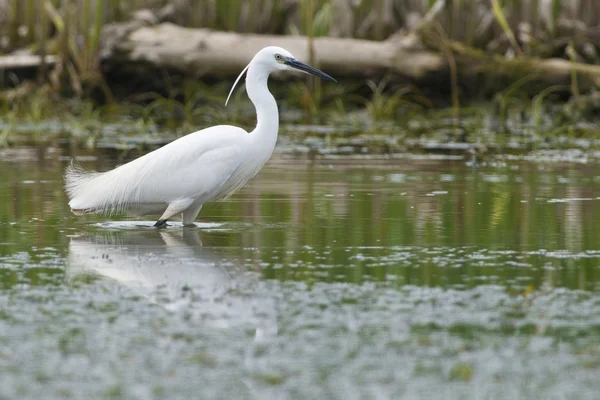 Little Egret — Stock Photo, Image