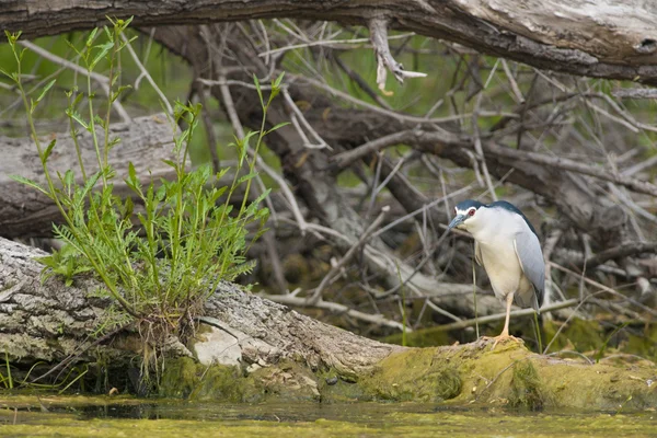 Black Crowned Heron — Stock Photo, Image