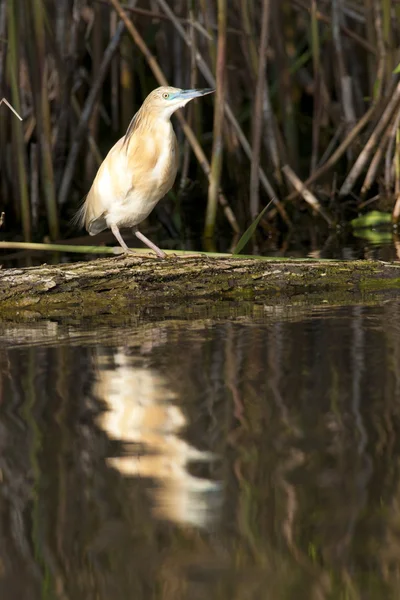 Squacco Heron — Stock Photo, Image