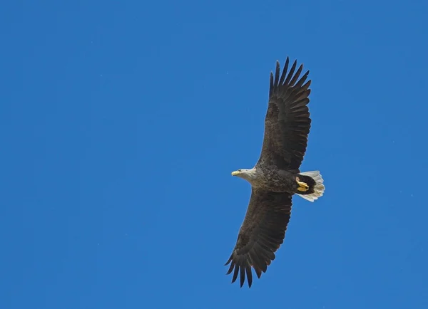 Águia de cauda branca (Haliaeetus albicilla) — Fotografia de Stock