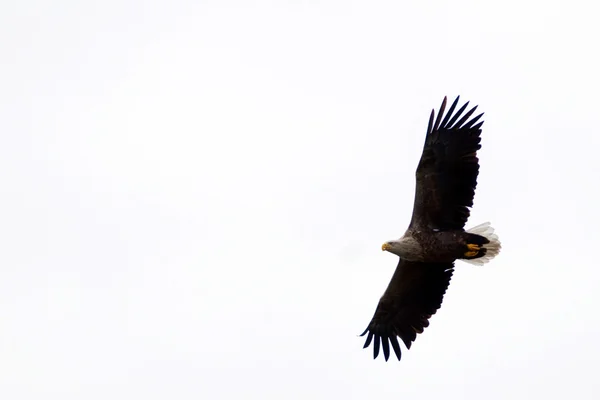 Águia de cauda branca (Haliaeetus albicilla) — Fotografia de Stock