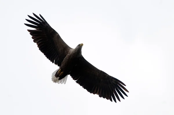 Águila de cola blanca (Haliaeetus albicilla) — Foto de Stock