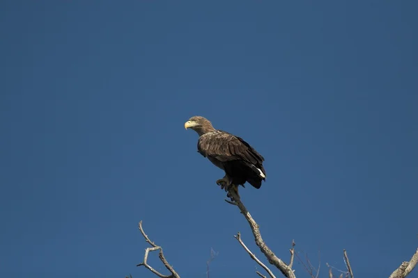 Aquila coda bianca (Haliaeetus albicilla) — Foto Stock