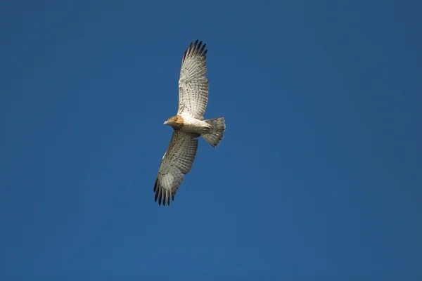 Short Toed Snake Eagle (Circaetus gallicus) — Stock Photo, Image