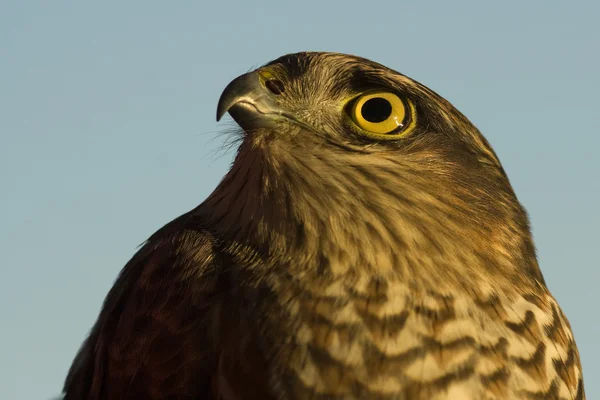 Sparrowhawk porträtt — Stockfoto