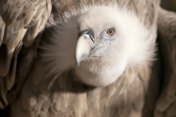 Griffon vautour portrait — Photo
