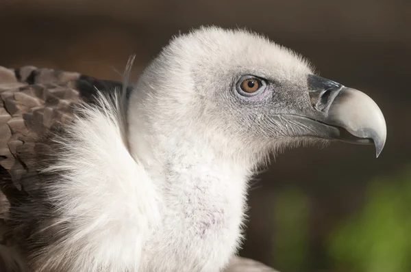 Griffon vulture portret — Stockfoto