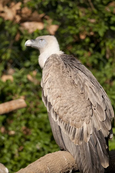 Abutre Griffon em um ramo — Fotografia de Stock