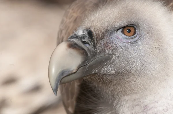 Retrato de abutre Griffon — Fotografia de Stock