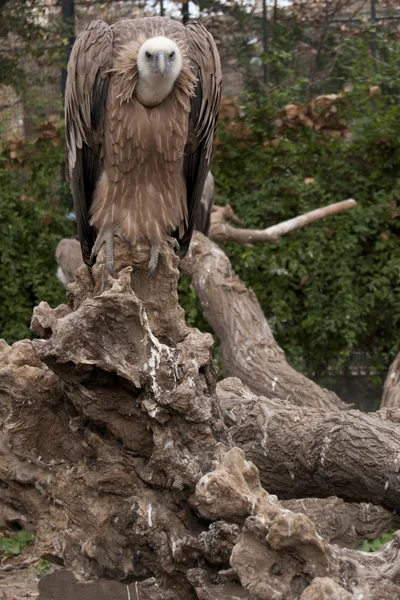 Grifone Avvoltoio in piedi — Foto Stock