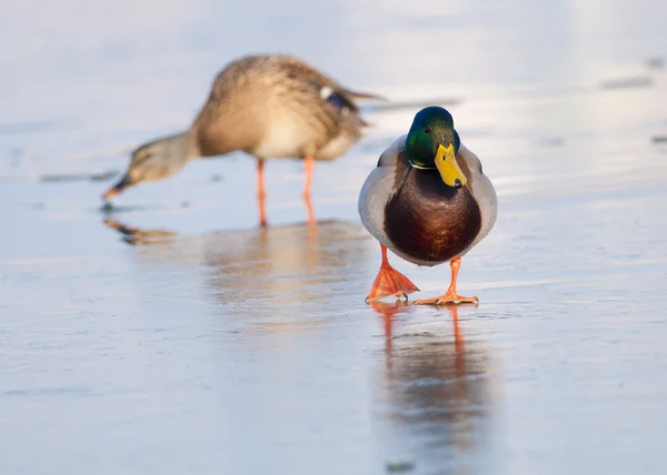 Πάπια Mallard — Φωτογραφία Αρχείου