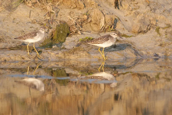 Sandpiper di legno — Foto Stock