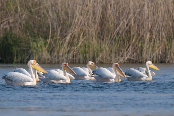 Pellicano bianco — Foto Stock