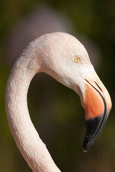 Portrait de flamant rose du Chili — Photo