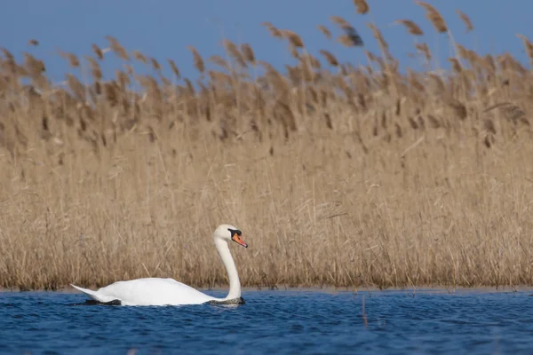 Knobbelzwaan op water — Stockfoto