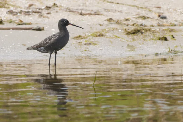 Manchado Redshank — Fotografia de Stock