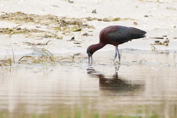 Glansigt ibis — Stockfoto