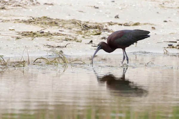 Ibis brillante —  Fotos de Stock