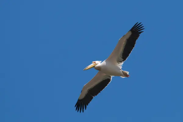 White Pelican — Stock Photo, Image