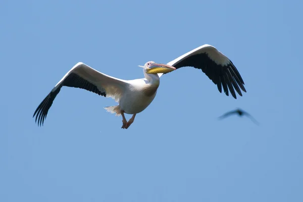 White Pelican — Stock Photo, Image