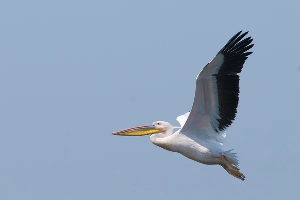 Witte pelikaan — Stockfoto