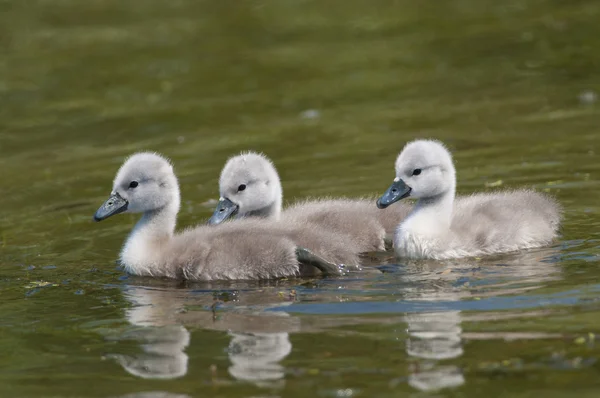 Mute swan chicks — Stock Photo, Image