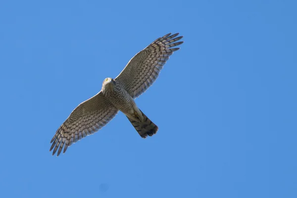 sparrowhawk