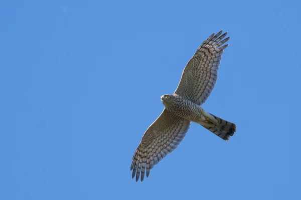 Sparviero. — Foto Stock