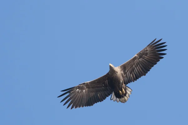 Águila de cola blanca — Foto de Stock