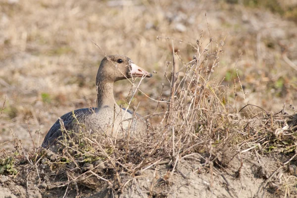 White Fronted Goose — Stock Photo, Image